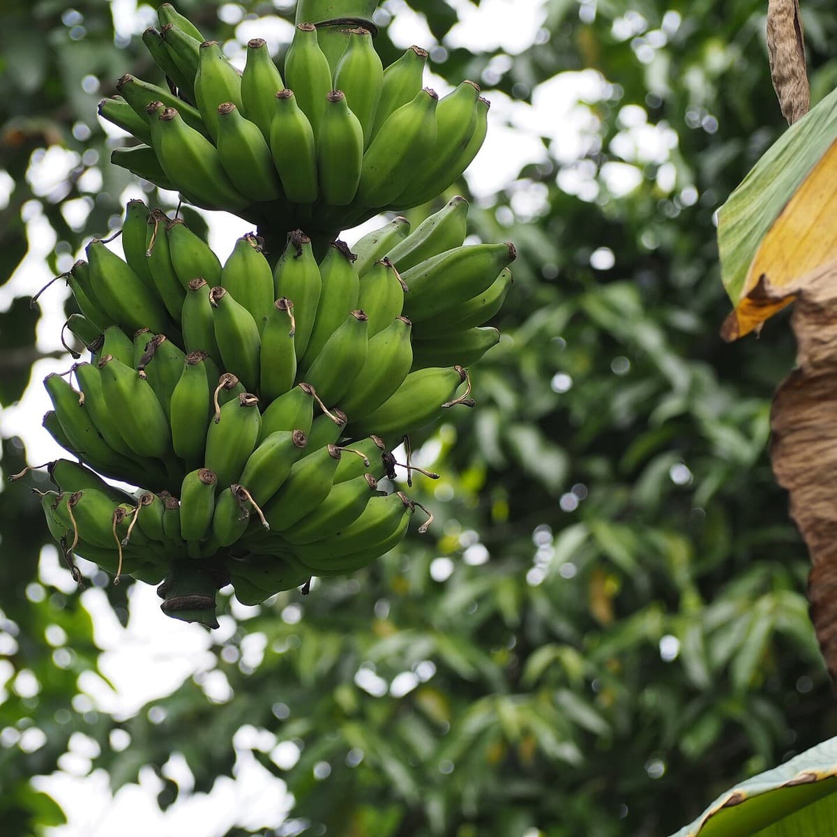 Bananas (dozen)
