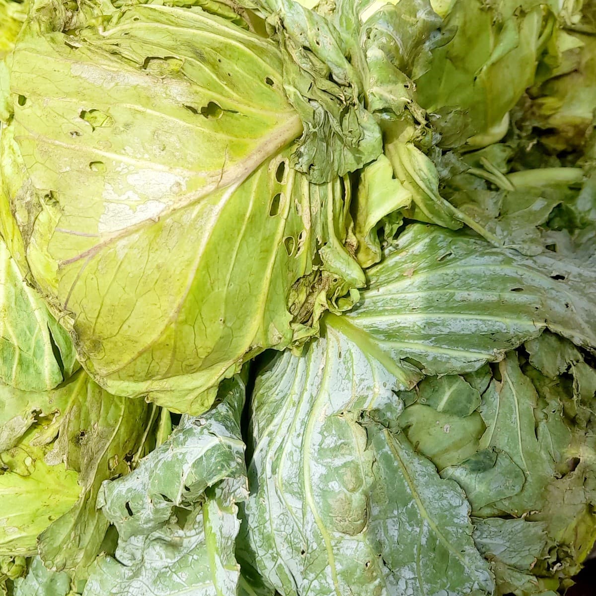 Cabbage