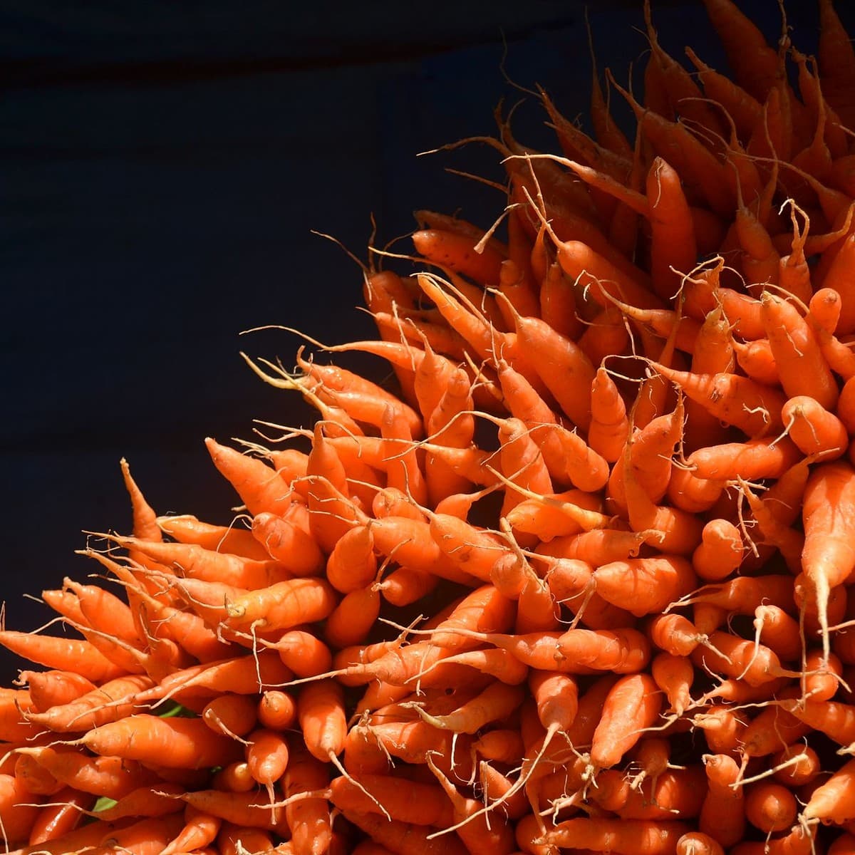 Fresh Carrots