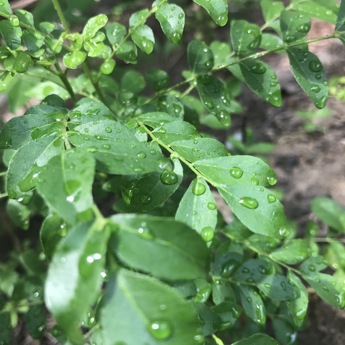 Curry Leaves