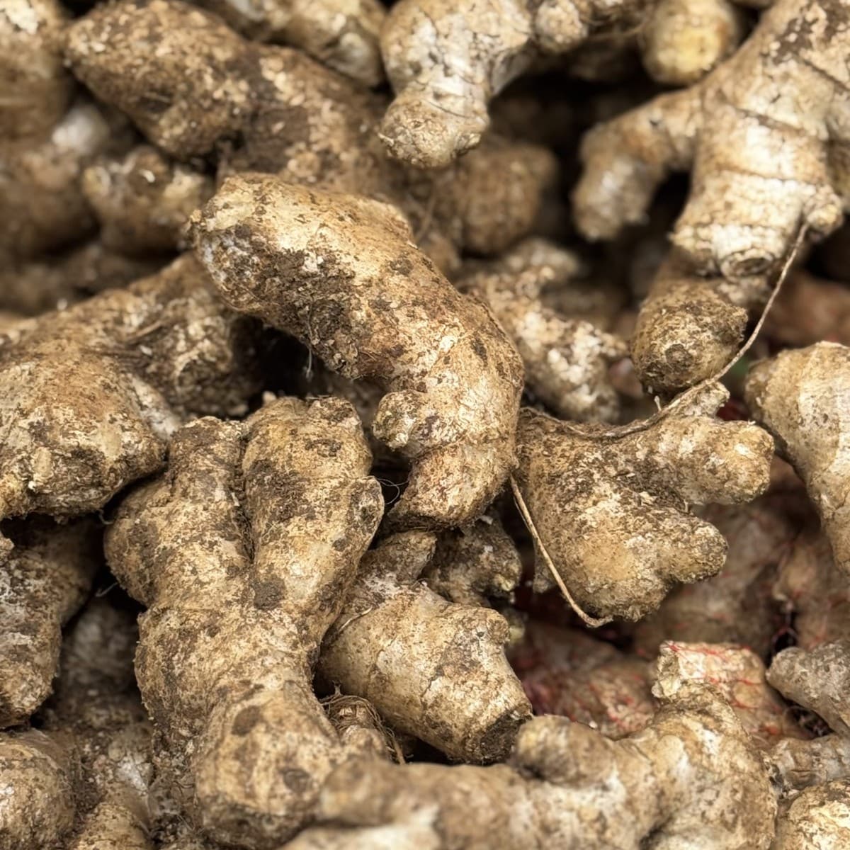 Ginger 250g