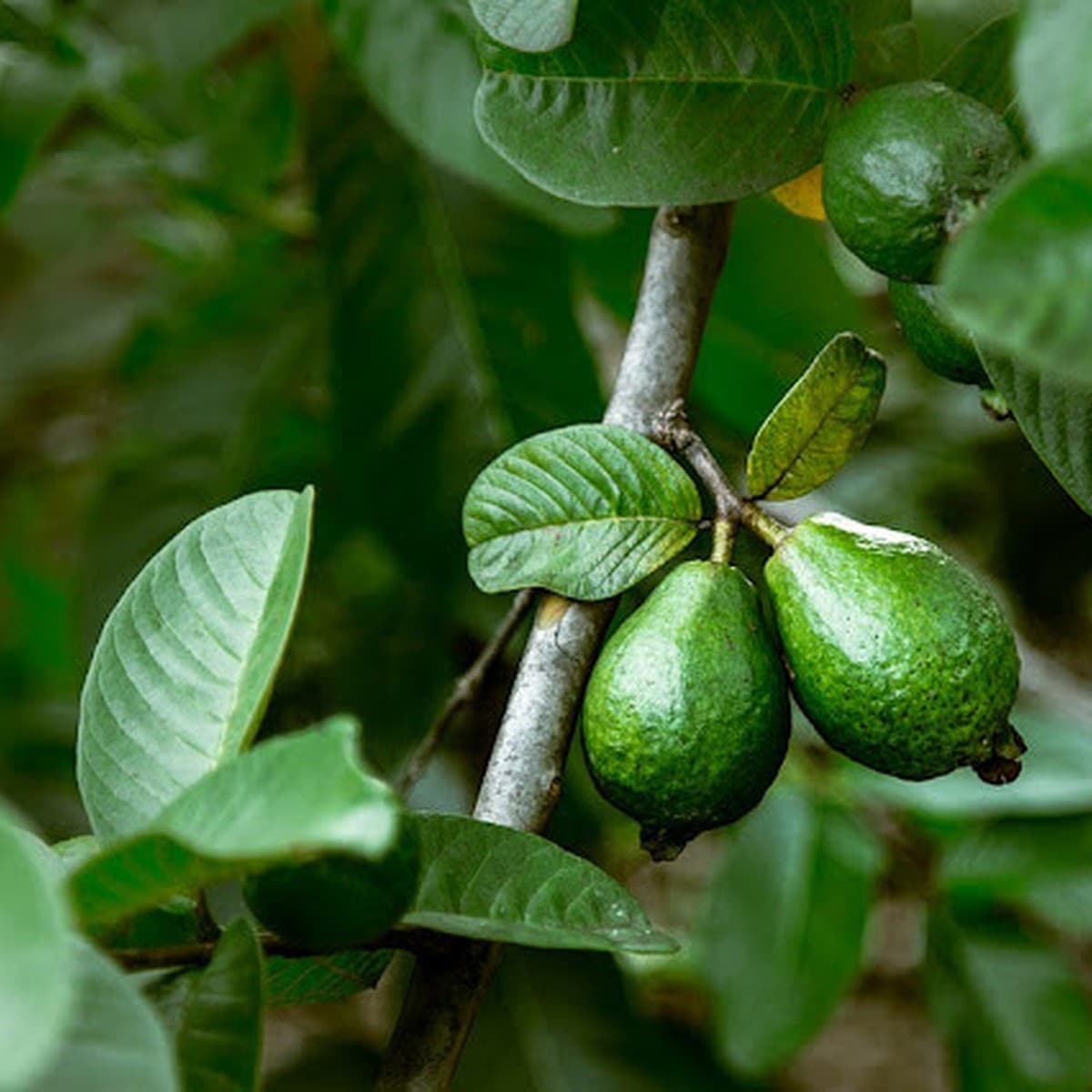 Guava