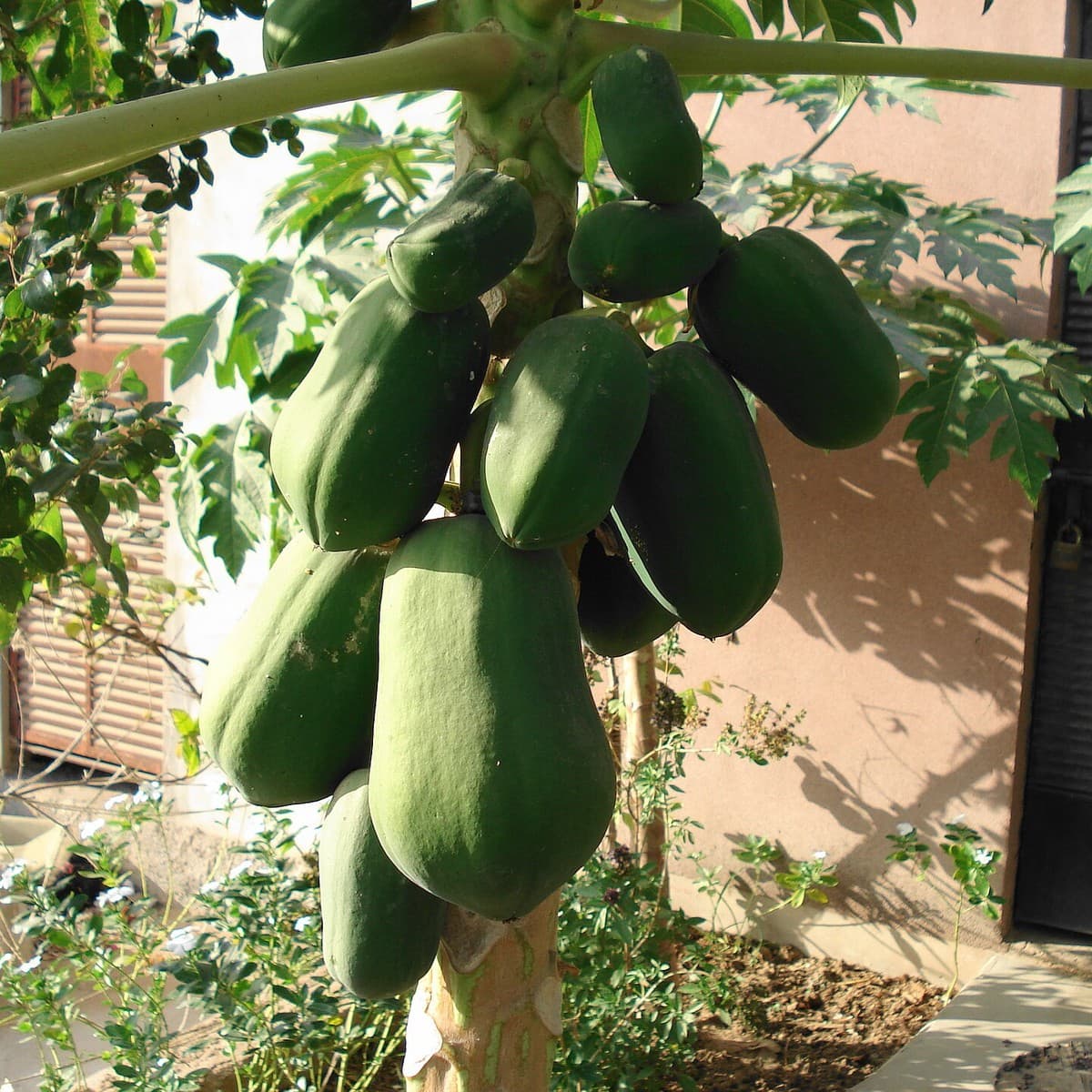 Papaya