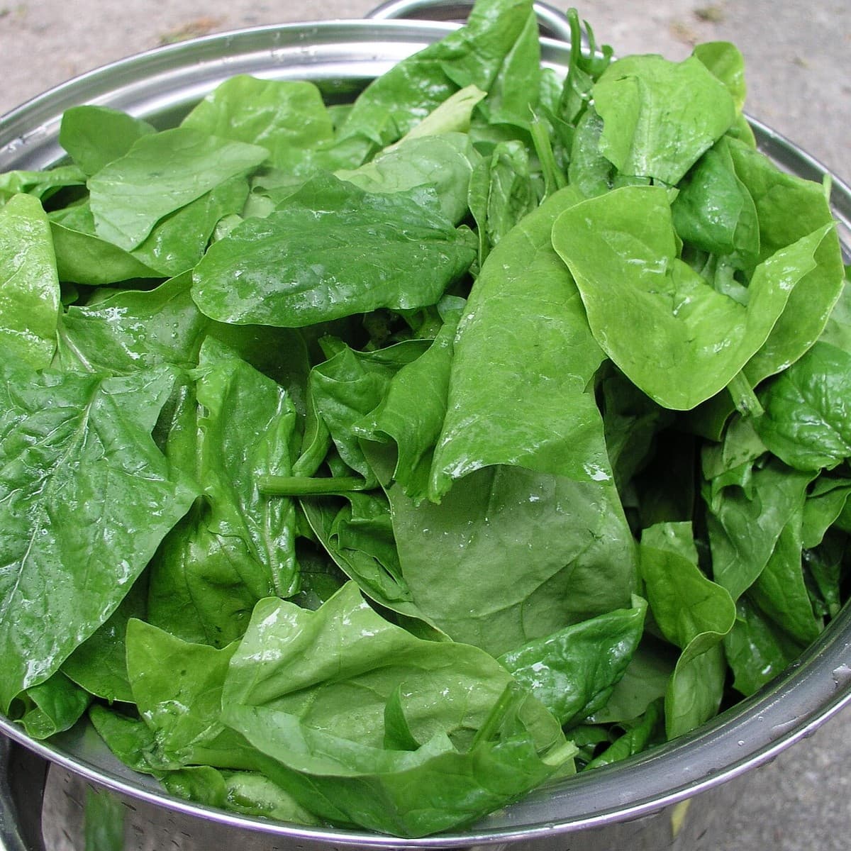 Spinach (Palak)