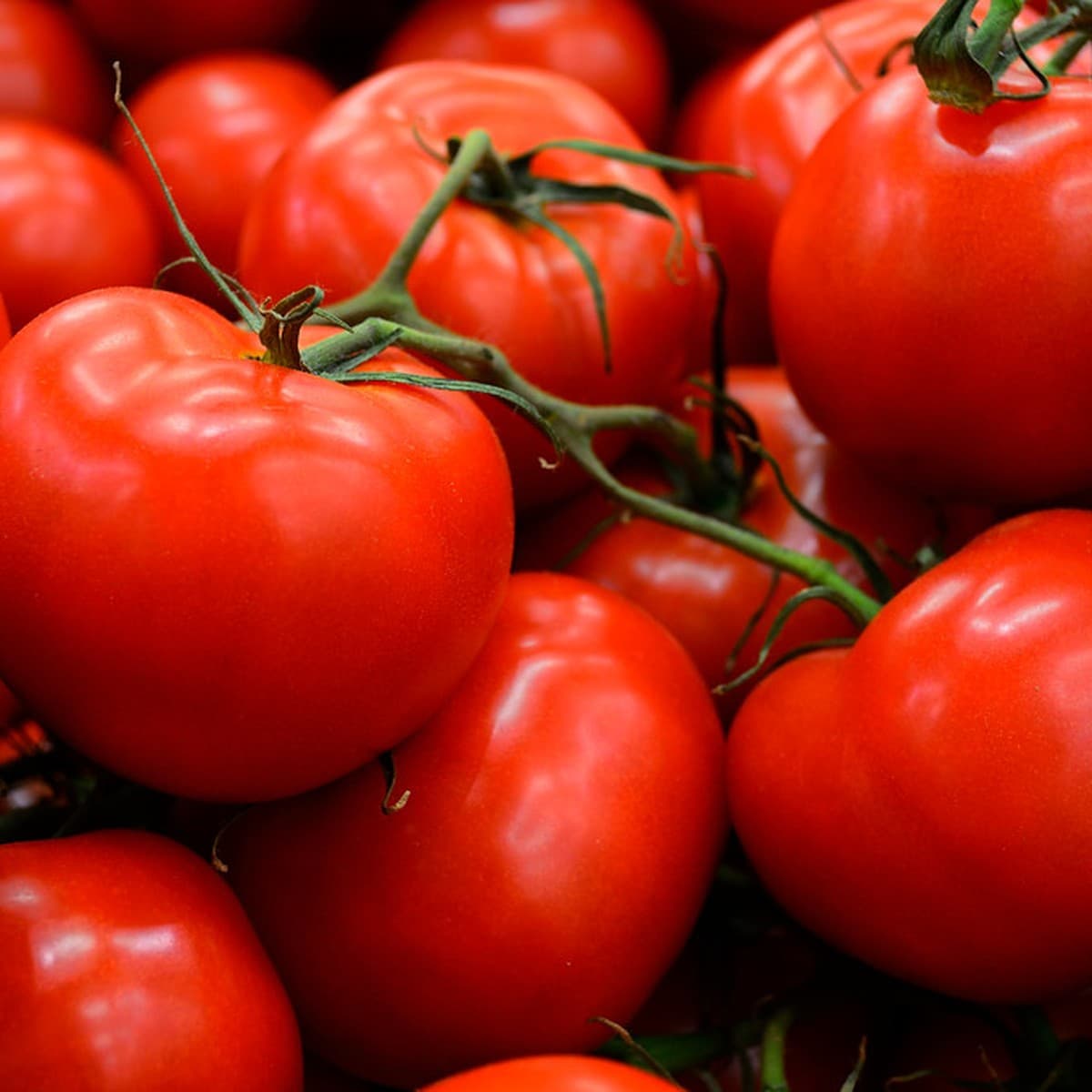 Fresh Tomatoes